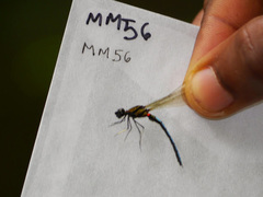 Chlorocypha aphrodite