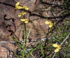 Diuris hazeliae