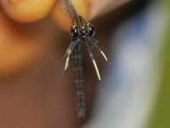 Chlorocypha aphrodite