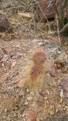 Opuntia gosseliniana