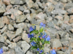 Platycnemis pennipes