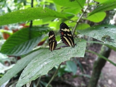 Mechanitis menapis mantineus