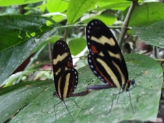 Mechanitis menapis mantineus