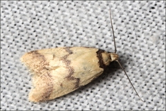 Heteroteucha anthodora