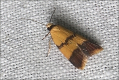 Heteroteucha translatella