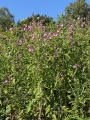 Epilobium hirsutum