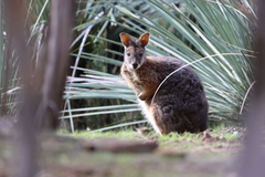 Notamacropus eugenii