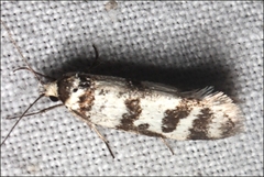 Philobota impletella