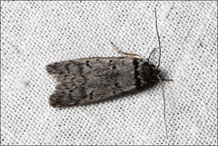 Philobota pedetis