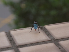 Microstylum oberthurii