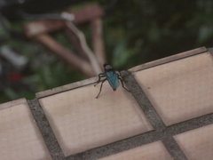 Microstylum oberthurii