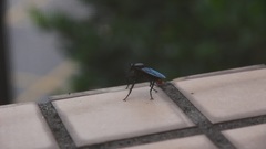 Microstylum oberthurii