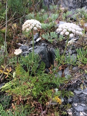 Daucus carota hispanicus