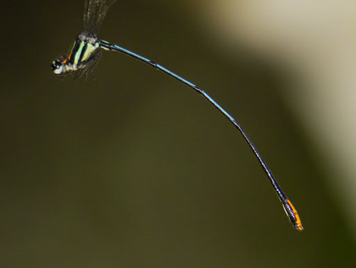 Rainbow Yellowwing