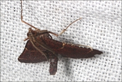 Persicoptera aglaopa