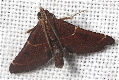 Persicoptera aglaopa