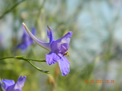 Delphinium consolida