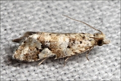 Euphona euphona