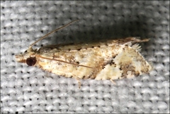 Euphona euphona