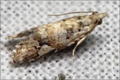 Euphona euphona