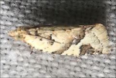 Euphona euphona