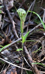 Pterostylis dolichochila