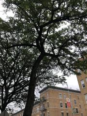 Gleditsia triacanthos