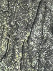 Gleditsia triacanthos