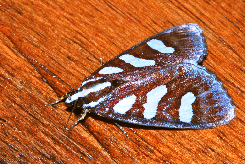 Mimeusemia perakana