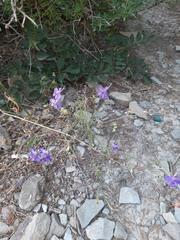 Delphinium consolida paniculatum
