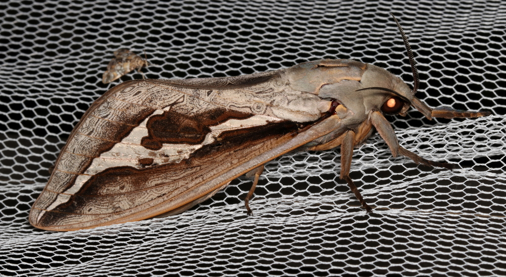 Labyrinthine Ghost Moth
