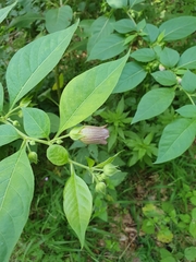Atropa belladonna