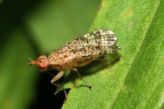 Euthycera chaerophylli