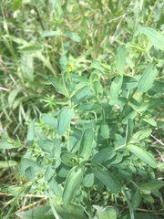 Hypericum