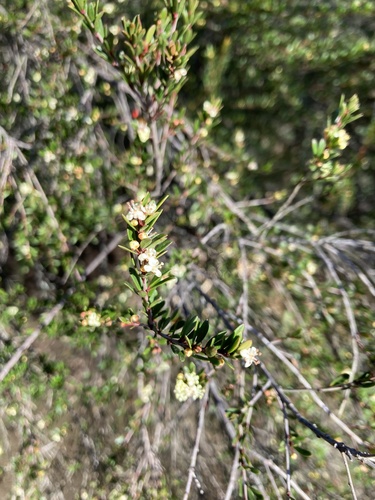 Micrantheum hexandrum (Micrantheum hexandrum)