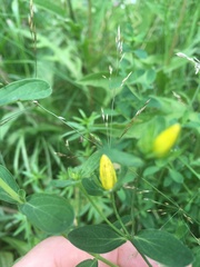 Hypericum