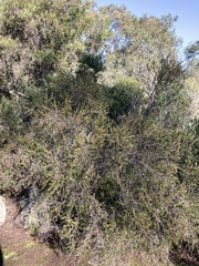 Micrantheum hexandrum