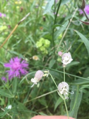 Silene vulgaris