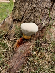 Ganoderma