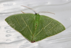 Urolitha bipunctifera