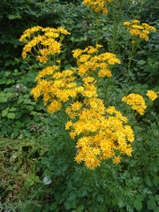 Jacobaea vulgaris