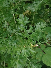 Jacobaea vulgaris