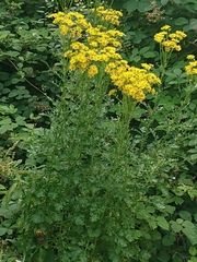 Jacobaea vulgaris