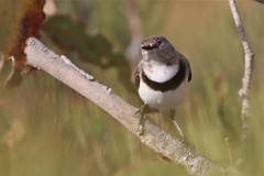 White-Fronted Chat photo 3