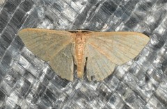 Thalera pistasciaria
