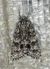 Acronicta impressa