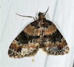 Dysstroma hersiliata