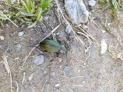 Carabus monilis