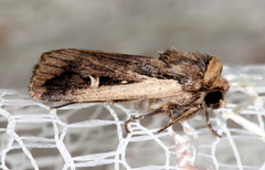 Proteuxoa tortisigna