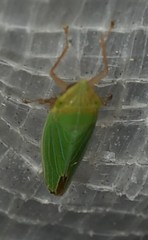 Draeculacephala robinsoni